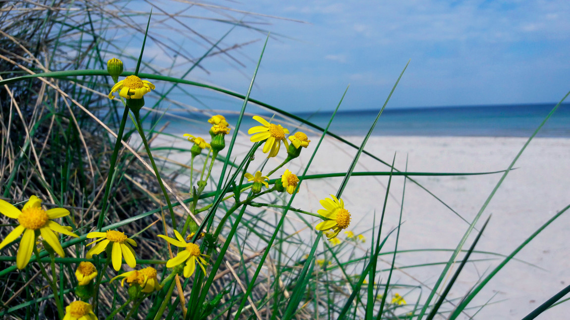 Strand og blomster